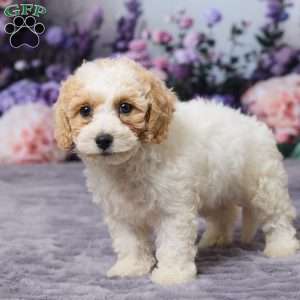 Paisley, Bich-Poo Puppy